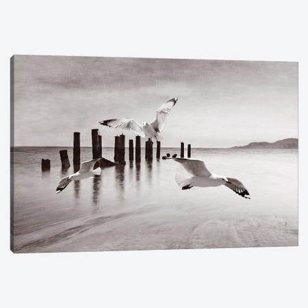 Seagulls In Flight At Ocean BW Canvas Print #LDY96} by Laura D Young Canvas Art