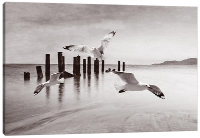 Seagulls In Flight At Ocean BW Canvas Art Print - Gull & Seagull Art