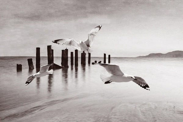 Laura D Young: Seagulls In Flight At Ocean BW by Laura D Young