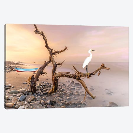 Snowy Egret In The Tree Canvas Print #LDY98} by Laura D Young Canvas Art Print