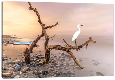Snowy Egret In The Tree Canvas Art Print - Laura D Young