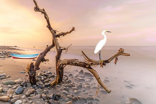Large Coastal Art - Canvas Prints: Snowy Egret In The Tree by Laura D Young