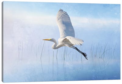 Snowy Egret Flying Over Misty Marshes Canvas Art Print - Egret Art