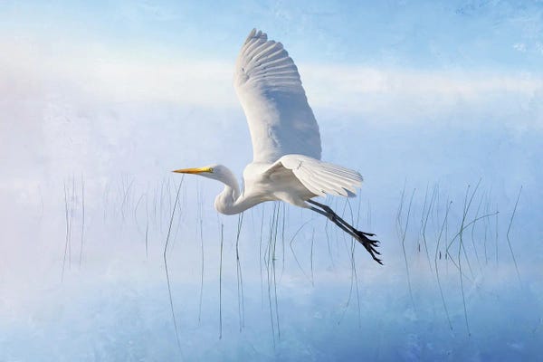 Laura D Young: Snowy Egret Flying Over Misty Marshes by Laura D Young