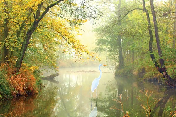 Laura D Young: Great White Egret At Autumn Pond by Laura D Young