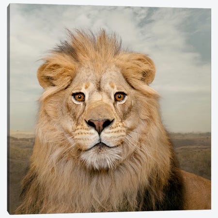 Contented Lion Canvas Print #LDZ106} by Lund Roeser Canvas Print