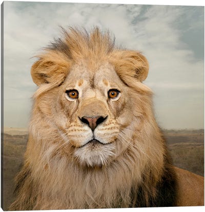 Contented Lion Canvas Art Print - Lund Roeser