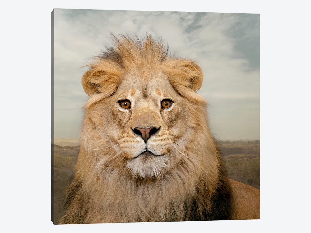 Contented Lion by Lund Roeser 1-piece Art Print