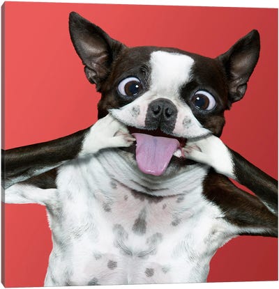 Terrier Trouble Canvas Art Print - Boston Terrier Art
