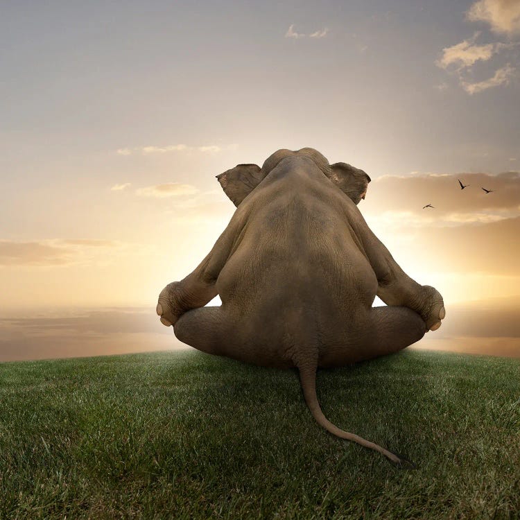 Meditating Elephant