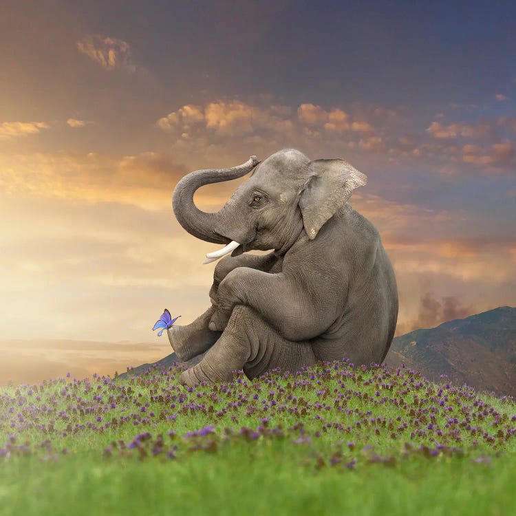 Peaceful Pachyderm