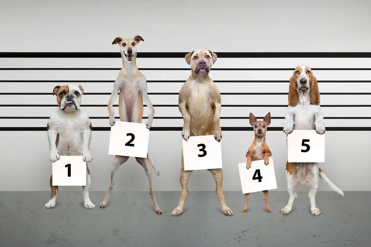 Canine-Line-Up I