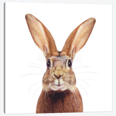 Brown Bunny Canvas Print #LDZ122} by Lund Roeser Canvas Artwork