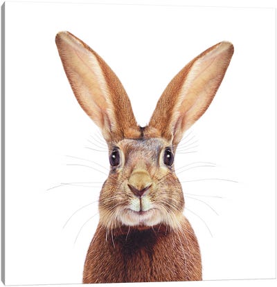 Brown Bunny Canvas Art Print - Lund Roeser