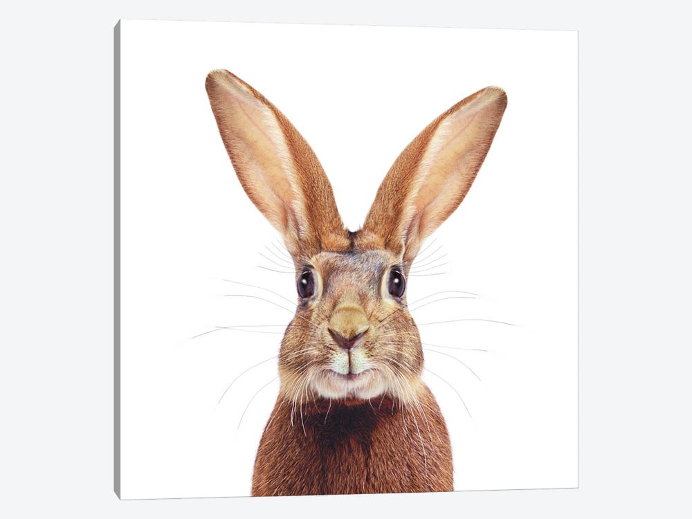Brown Bunny by Lund Roeser 1-piece Art Print