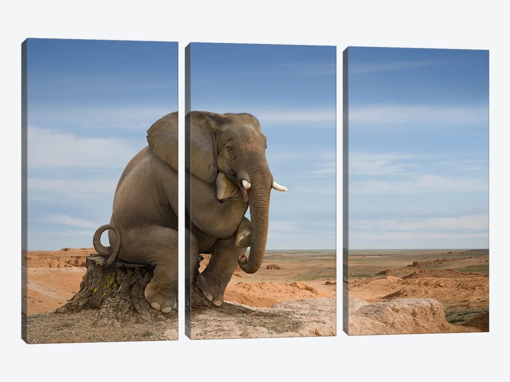 Elephant Thinker by Lund Roeser 3-piece Canvas Art