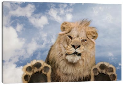 Leering Lion Canvas Art Print - Lund Roeser