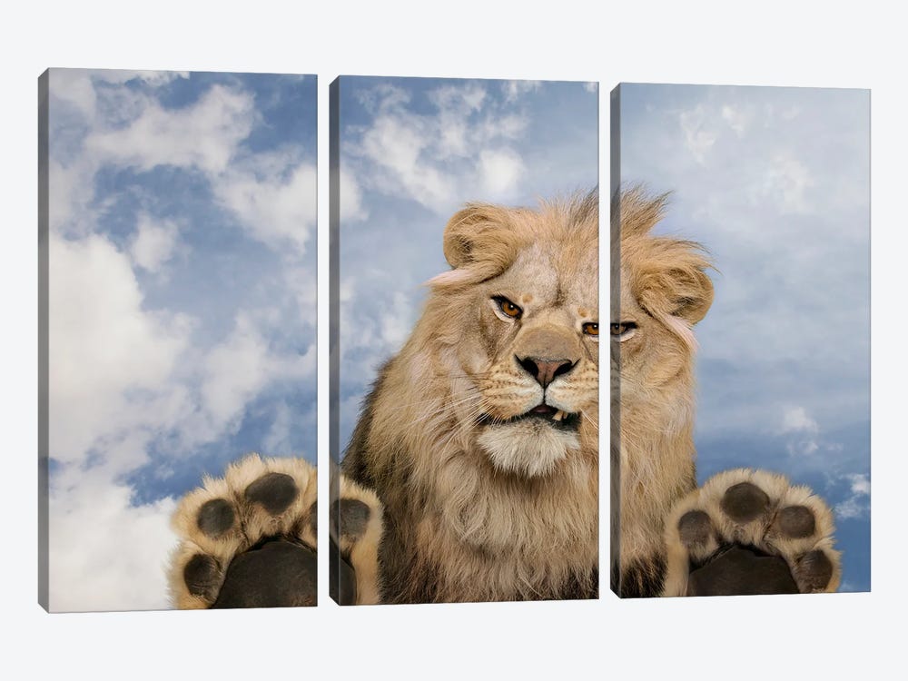 Leering Lion by Lund Roeser 3-piece Canvas Art Print