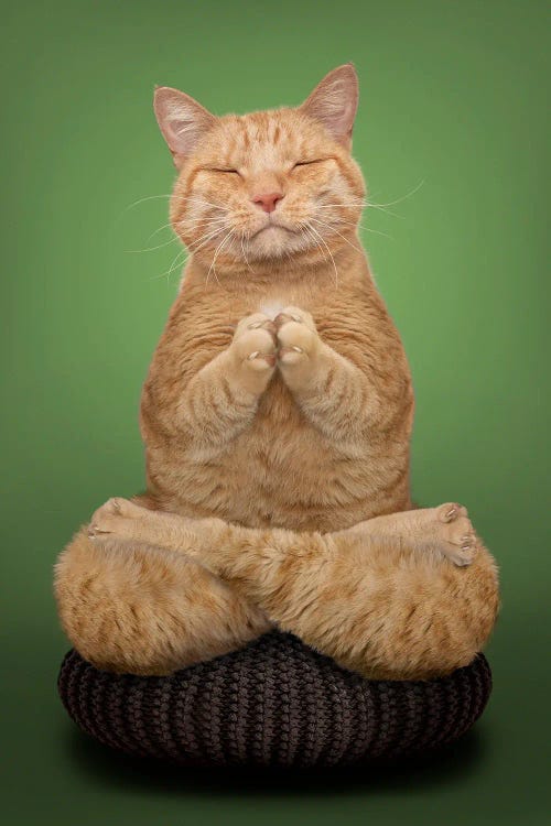 Meditating Cat