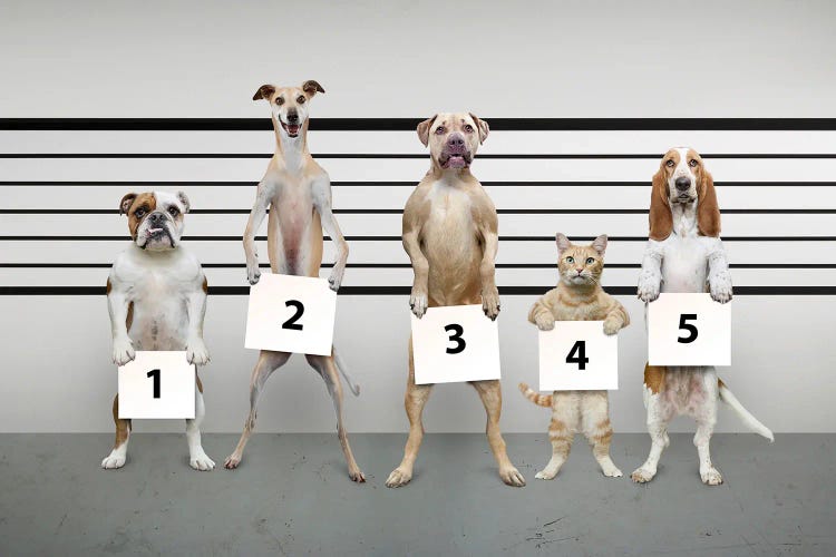 Canine-Line-Up II