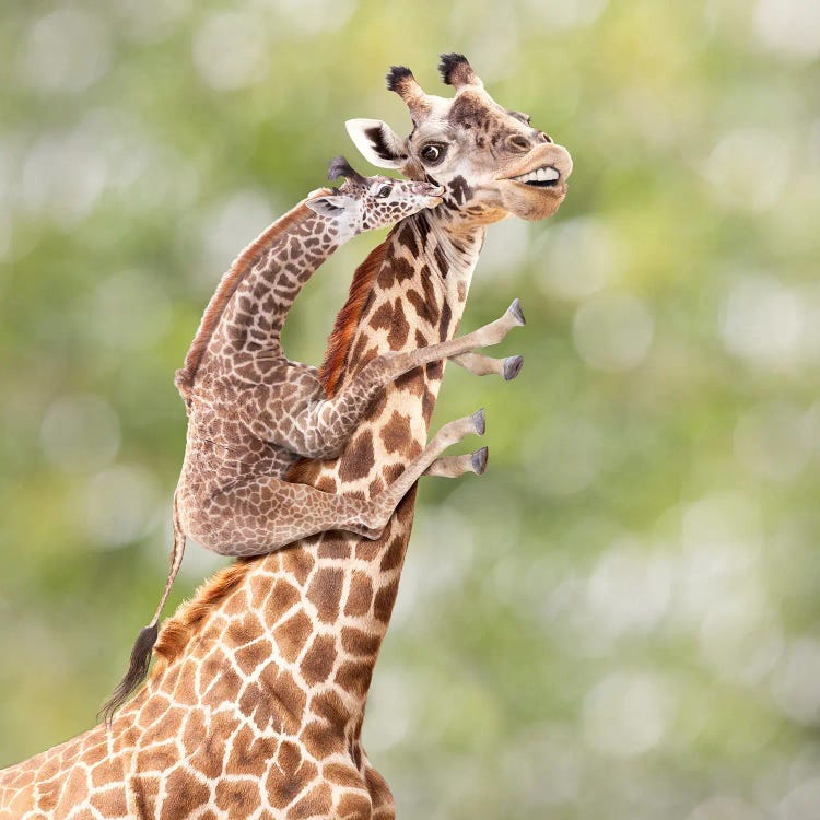 Mother And Calf Giraffe