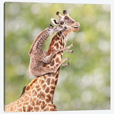 Mother And Calf Giraffe Canvas Print #LDZ130} by Lund Roeser Art Print