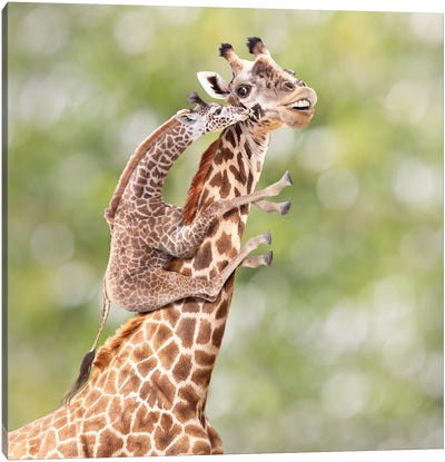 Mother And Calf Giraffe Canvas Art Print - Lund Roeser