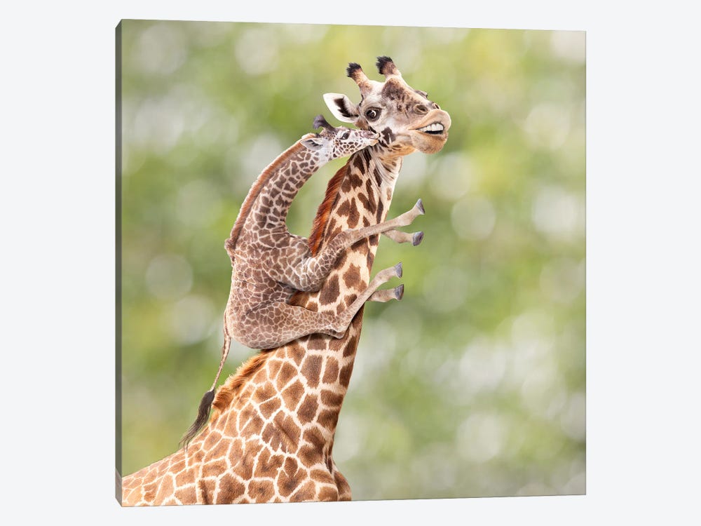 Mother And Calf Giraffe by Lund Roeser 1-piece Canvas Wall Art