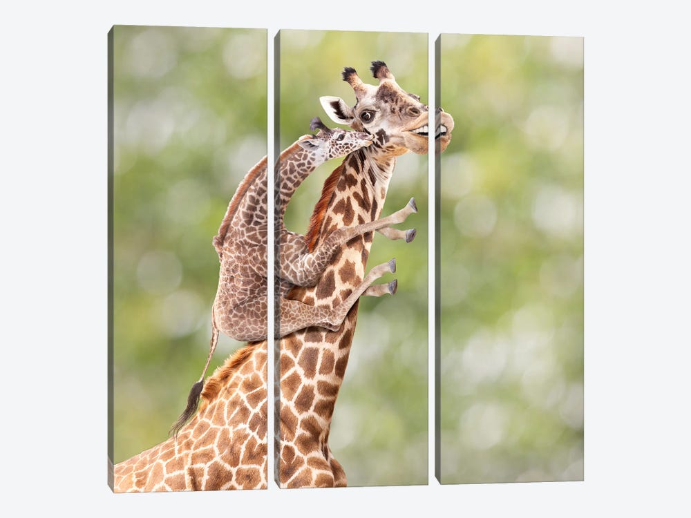 Mother And Calf Giraffe by Lund Roeser 3-piece Canvas Artwork