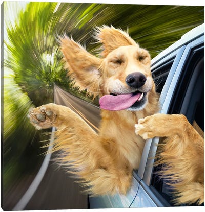 Dog Heaven Canvas Art Print - Animal & Pet Photography