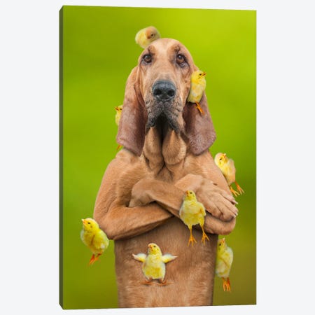 Chick-Magnet Canvas Print #LDZ14} by Lund Roeser Canvas Print