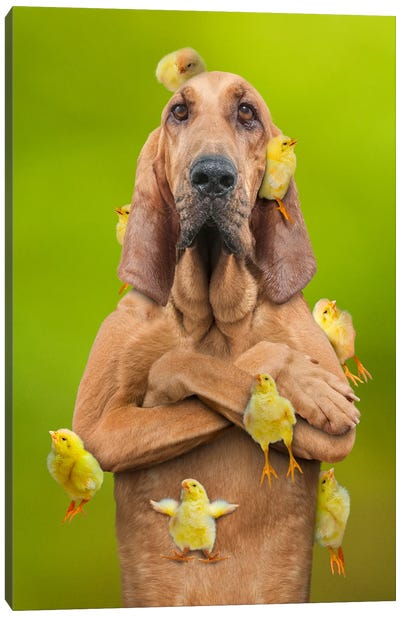 Chick-Magnet Canvas Art Print - Lund Roeser