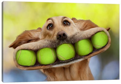 Ball Dog Canvas Art Print - Tennis Art