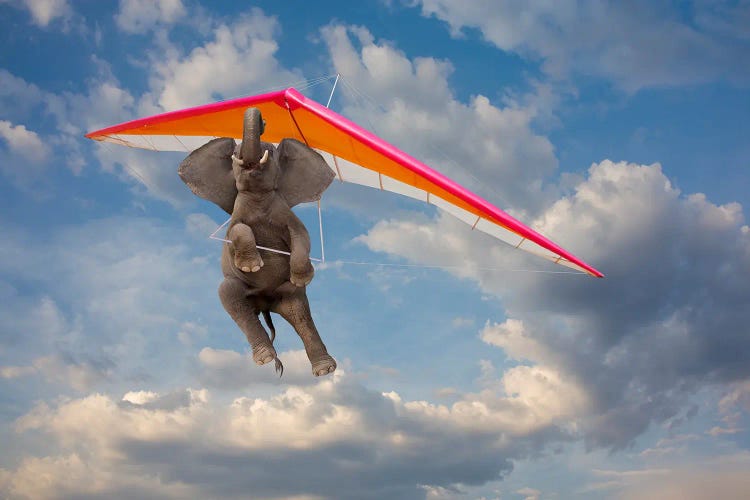 Elephant Flight II