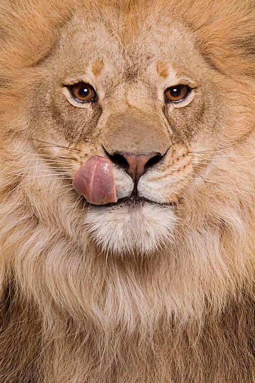 Hungry Lion