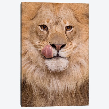 Hungry Lion Canvas Print #LDZ36} by Lund Roeser Canvas Print