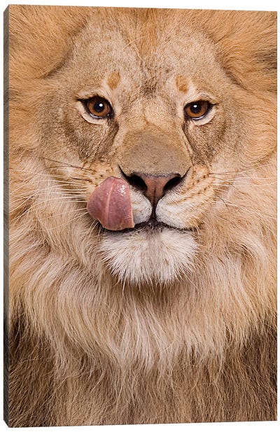 Hungry Lion Canvas Art Print - Lund Roeser