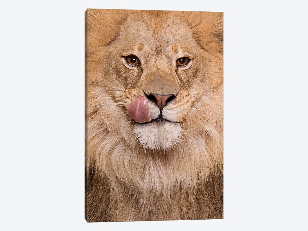 Hungry Lion by Lund Roeser 1-piece Canvas Art