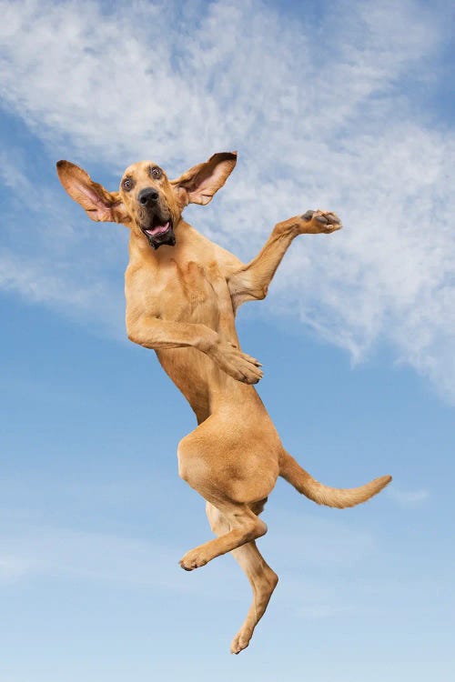 Jump Dog