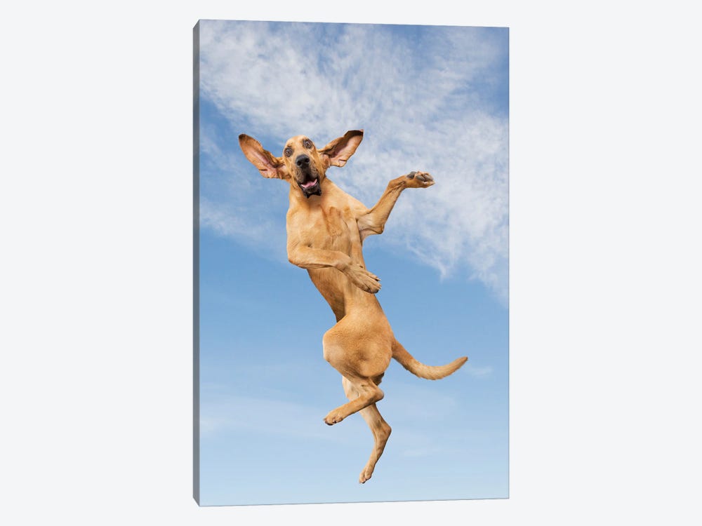 Jump Dog by Lund Roeser 1-piece Canvas Print