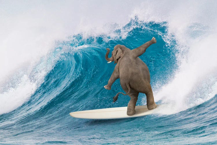 Longboard Elephant