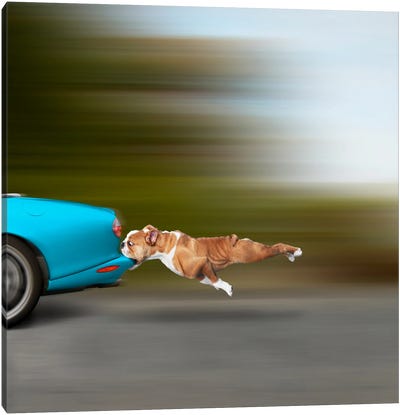 Now What Canvas Art Print - Dog Photography