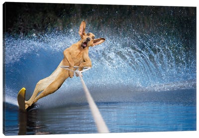 Slalom Dog Canvas Art Print - Extreme Sports Art
