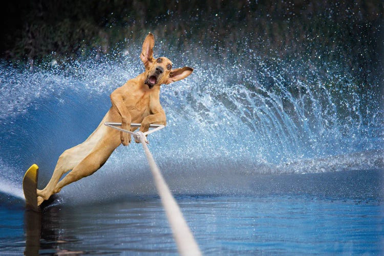 Slalom Dog