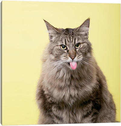 Sour Cat Canvas Art Print