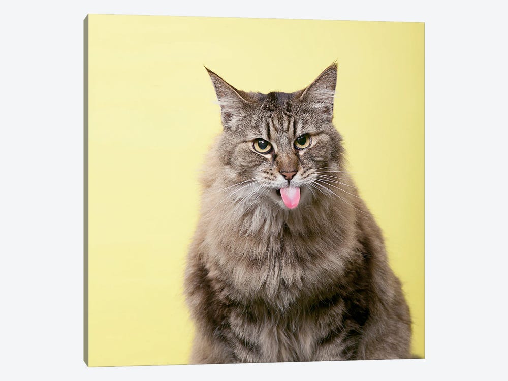 Sour Cat by Lund Roeser 1-piece Canvas Wall Art