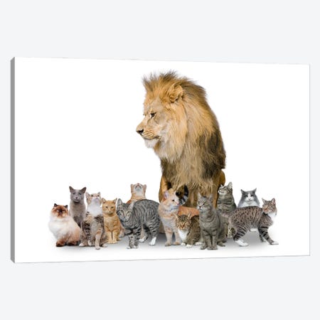 Big Cat Canvas Print #LDZ5} by Lund Roeser Canvas Print