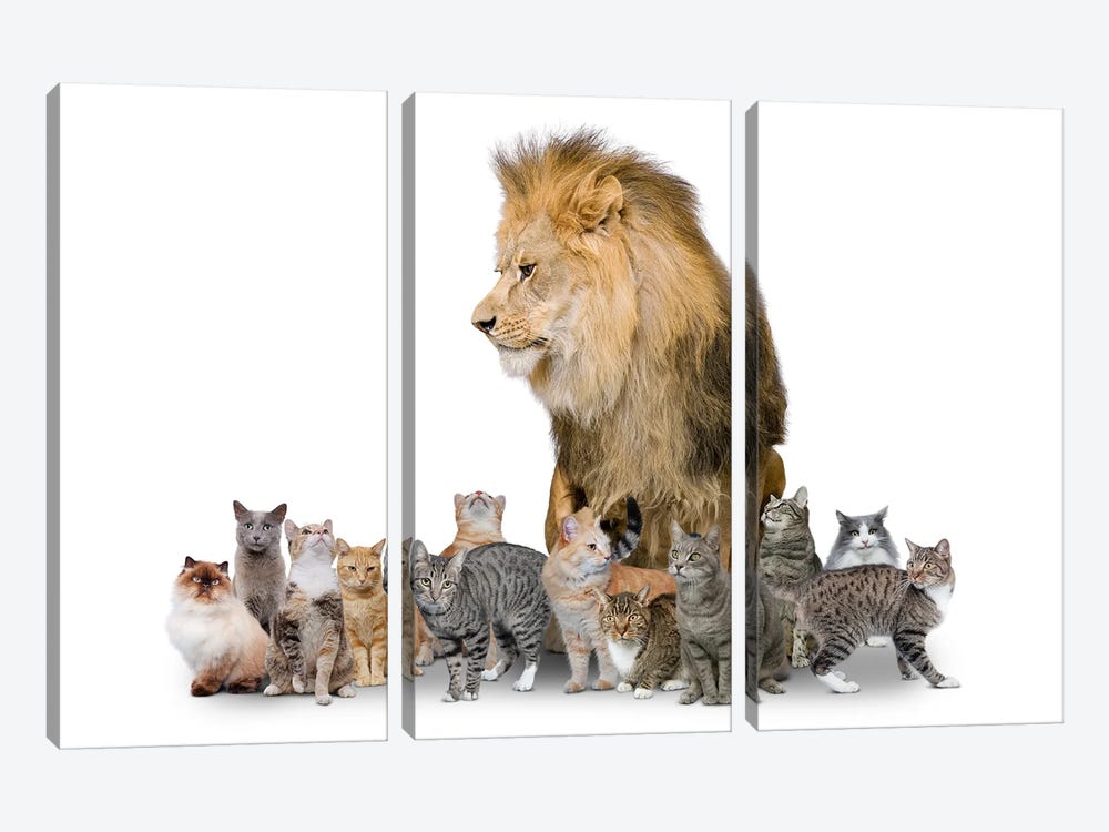 Big Cat by Lund Roeser 3-piece Canvas Art