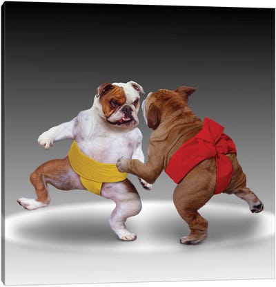 Sumo Dogs Canvas Art Print - Animal & Pet Photography