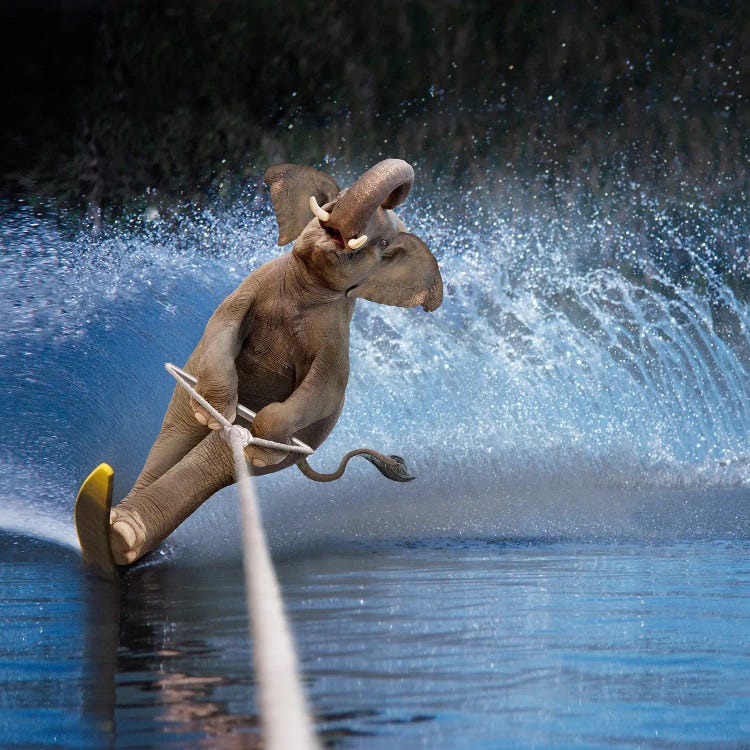 Water Ski Elephant